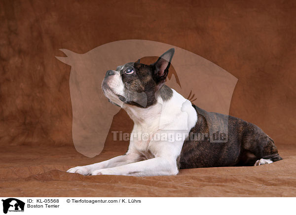Boston Terrier / Boston Terrier / KL-05568