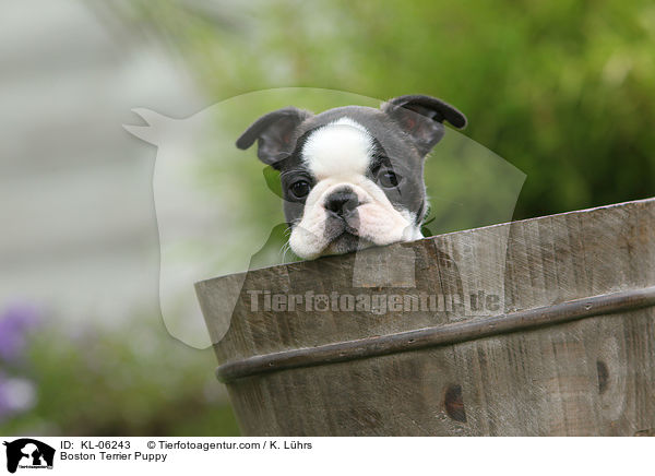 Boston Terrier Welpe / Boston Terrier Puppy / KL-06243