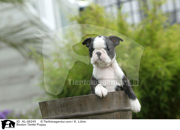 Boston Terrier Welpe / Boston Terrier Puppy / KL-06245