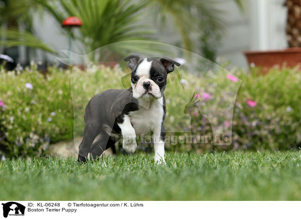 Boston Terrier Welpe / Boston Terrier Puppy / KL-06248