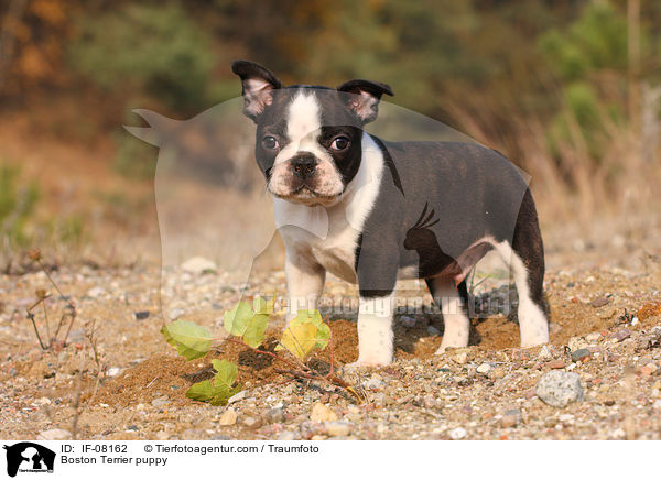 Boston Terrier puppy / IF-08162