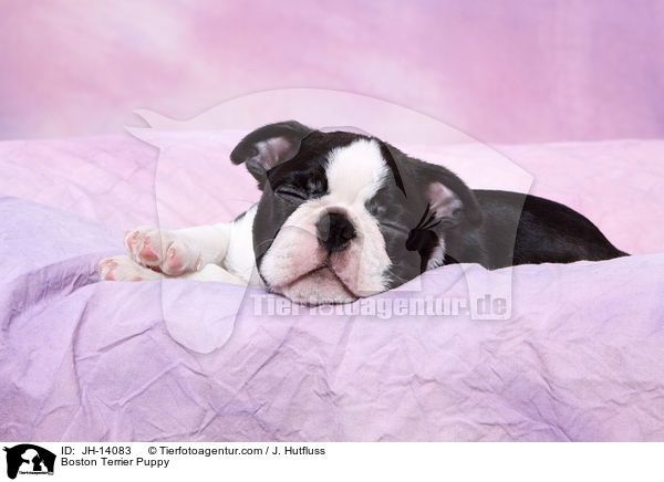 Boston Terrier Welpe / Boston Terrier Puppy / JH-14083
