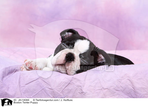 Boston Terrier Welpe / Boston Terrier Puppy / JH-14084