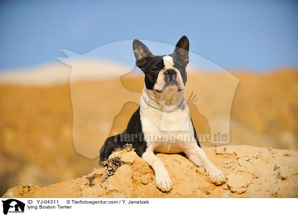liegender Boston Terrier / lying Boston Terrier / YJ-04311