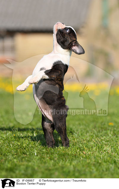 Boston Terrier Welpe / Boston Terrier Puppy / IF-08867
