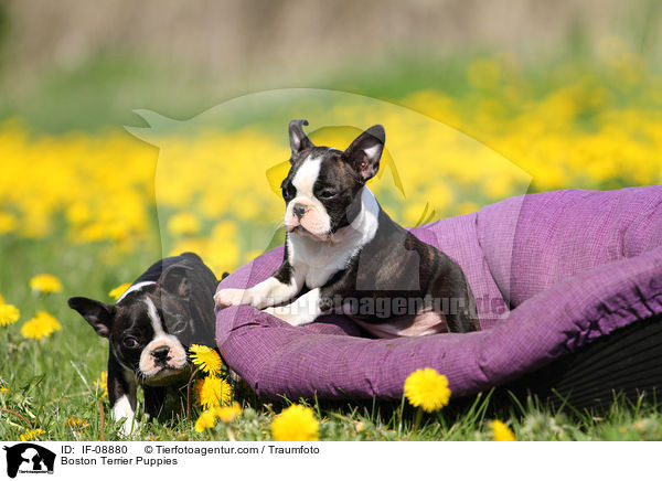 Boston Terrier Welpen / Boston Terrier Puppies / IF-08880