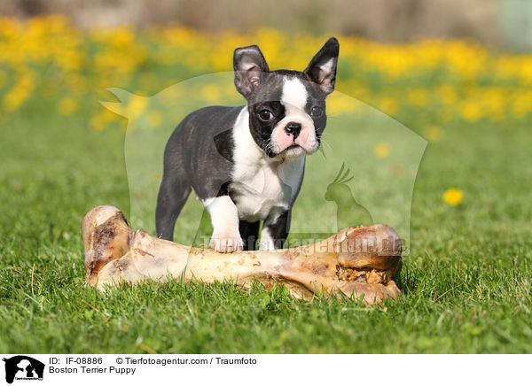 Boston Terrier Welpe / Boston Terrier Puppy / IF-08886
