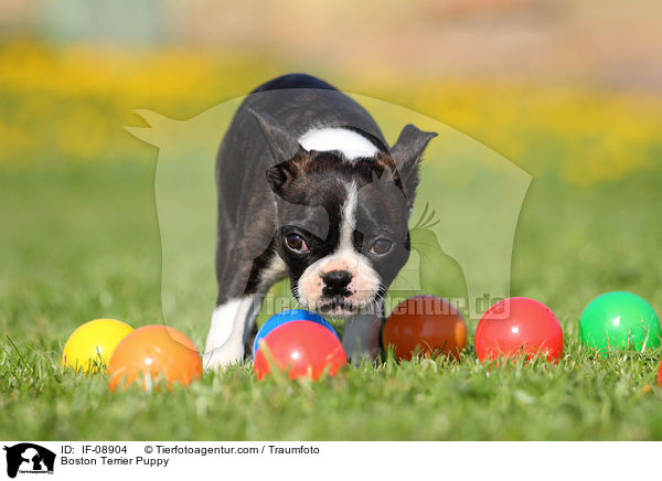 Boston Terrier Puppy / IF-08904