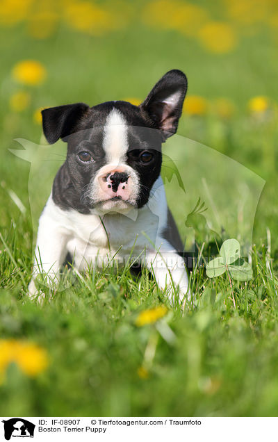Boston Terrier Puppy / IF-08907