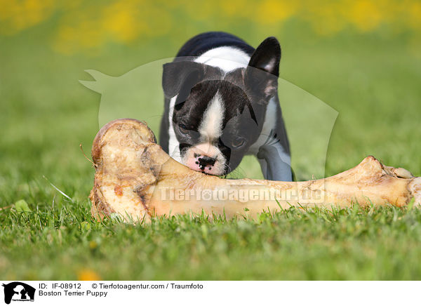 Boston Terrier Welpe / Boston Terrier Puppy / IF-08912