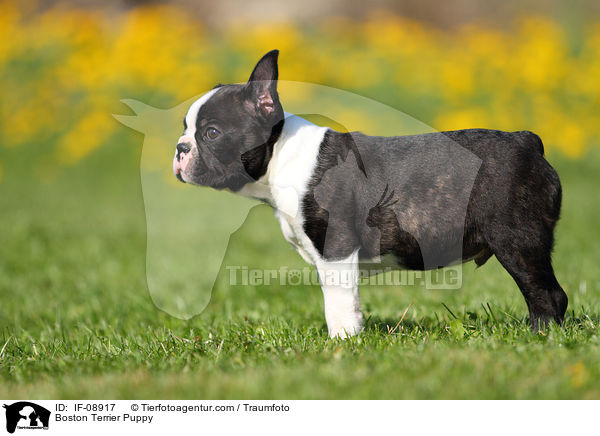 Boston Terrier Puppy / IF-08917