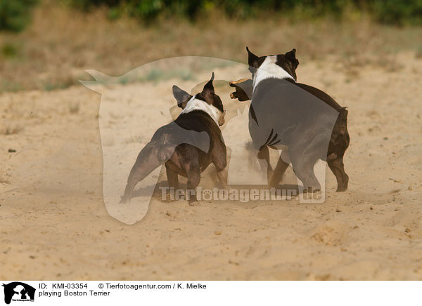 spielende Boston Terrier / playing Boston Terrier / KMI-03354