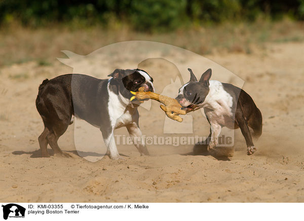 spielende Boston Terrier / playing Boston Terrier / KMI-03355