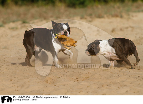 spielende Boston Terrier / playing Boston Terrier / KMI-03356