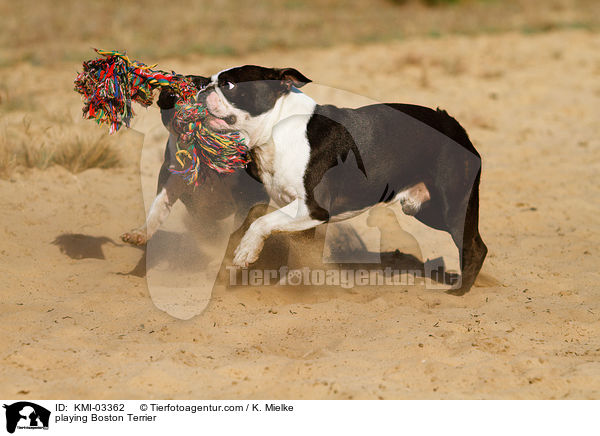 spielende Boston Terrier / playing Boston Terrier / KMI-03362