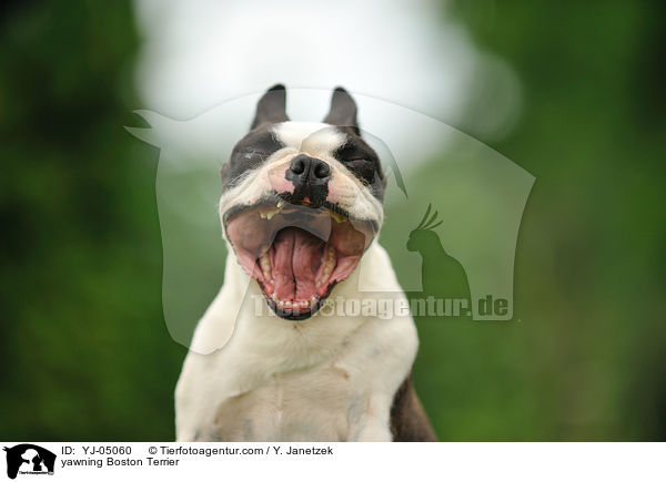 yawning Boston Terrier / YJ-05060