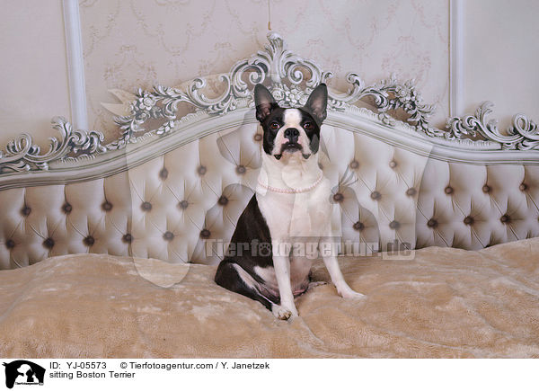 sitzender Boston Terrier / sitting Boston Terrier / YJ-05573