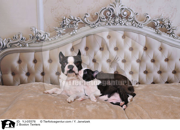 2 Boston Terrier / 2 Boston Terriers / YJ-05576
