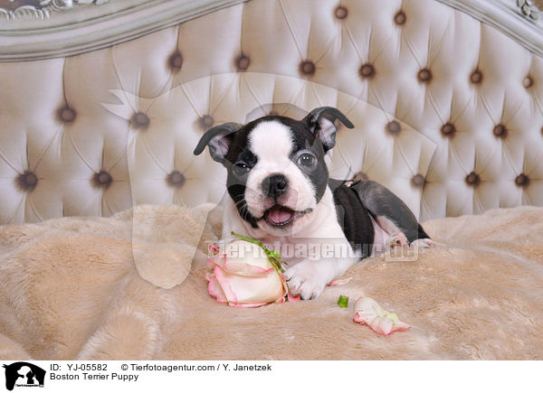 Boston Terrier Welpe / Boston Terrier Puppy / YJ-05582