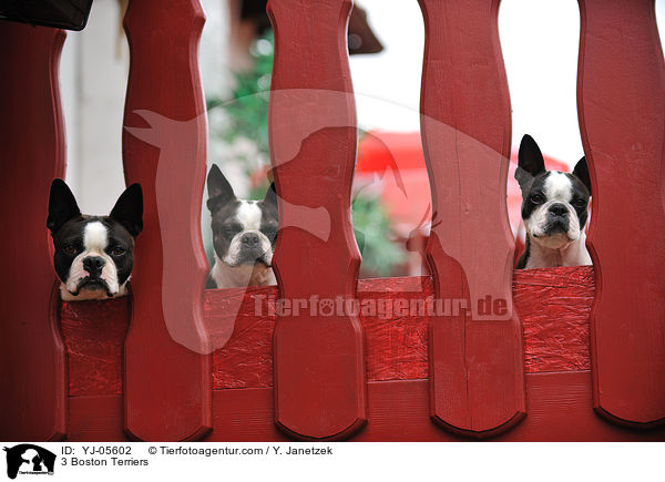 3 Boston Terrier / 3 Boston Terriers / YJ-05602