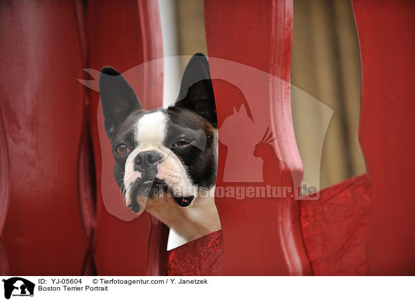 Boston Terrier Portrait / Boston Terrier Portrait / YJ-05604