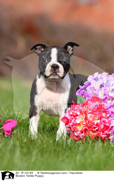 Boston Terrier Welpe / Boston Terrier Puppy / IF-10145