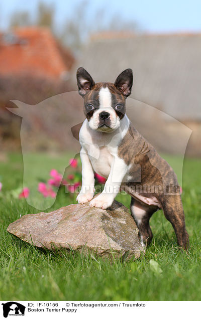 Boston Terrier Puppy / IF-10156