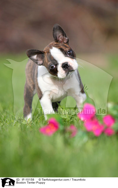 Boston Terrier Puppy / IF-10158