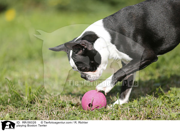 playing Boston Terrier / RR-56026