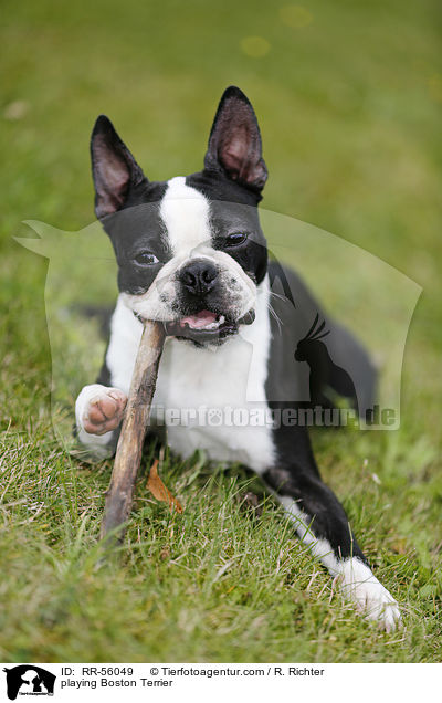spielender Boston Terrier / playing Boston Terrier / RR-56049