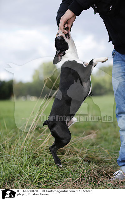 spielender Boston Terrier / playing Boston Terrier / RR-56079