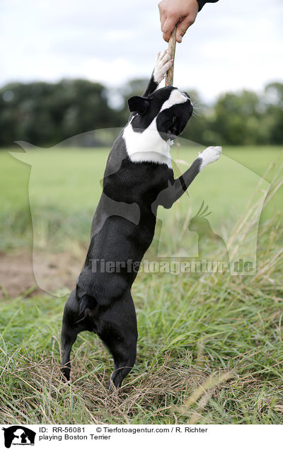 playing Boston Terrier / RR-56081