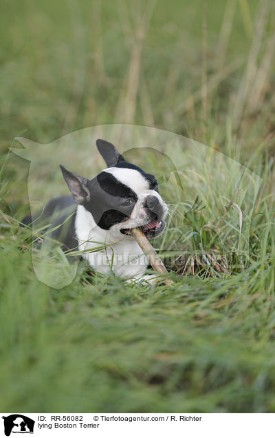 lying Boston Terrier / RR-56082