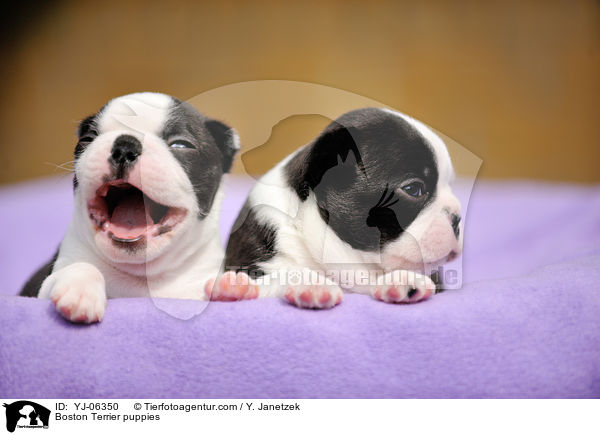 Boston Terrier Welpen / Boston Terrier puppies / YJ-06350