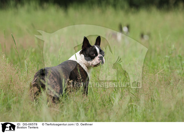 Boston Terrier / Boston Terriers / DG-06578