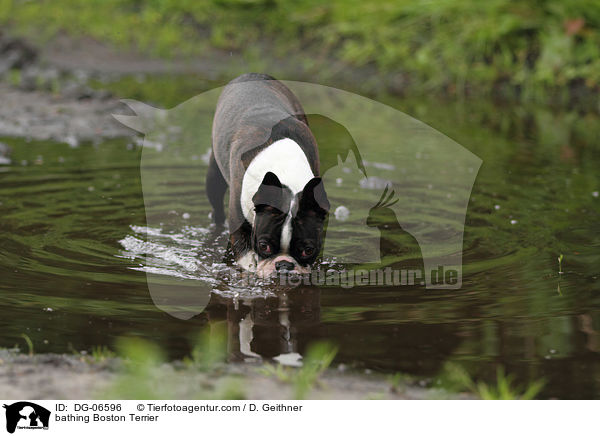 badender Boston Terrier / bathing Boston Terrier / DG-06596