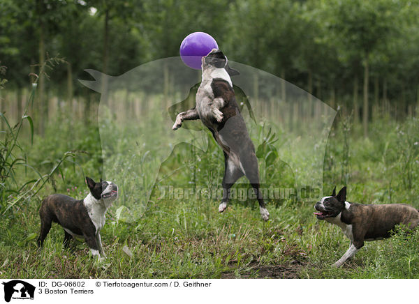 3 Boston Terrier / 3 Boston Terriers / DG-06602