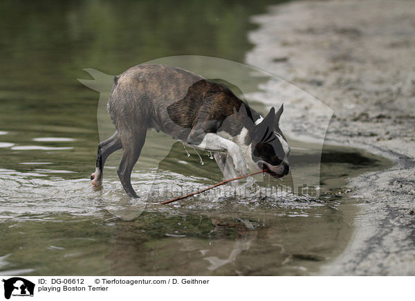 spielender Boston Terrier / playing Boston Terrier / DG-06612