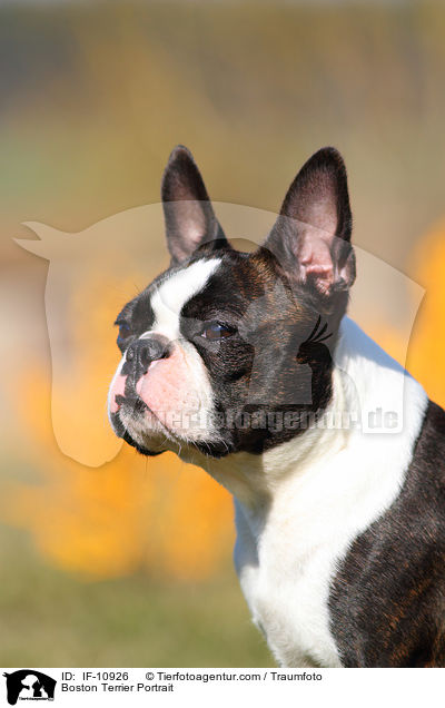 Boston Terrier Portrait / IF-10926