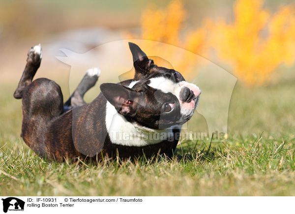 Boston Terrier wlzt sich / rolling Boston Terrier / IF-10931
