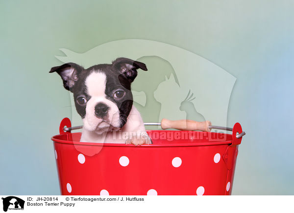 Boston Terrier Puppy / JH-20814