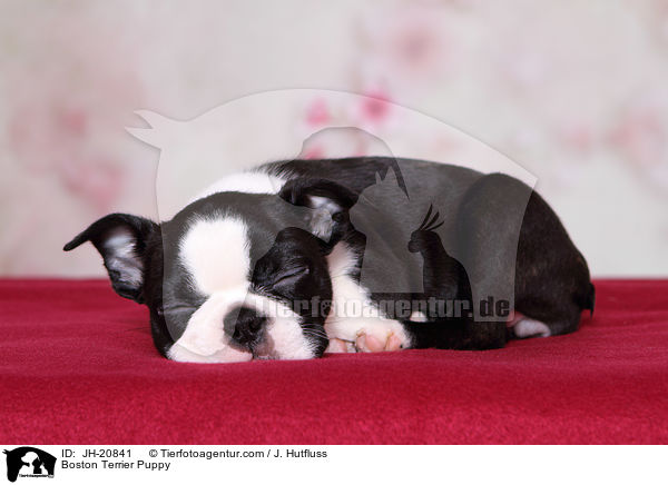 Boston Terrier Welpe / Boston Terrier Puppy / JH-20841
