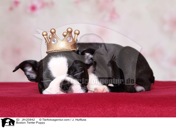 Boston Terrier Welpe / Boston Terrier Puppy / JH-20842
