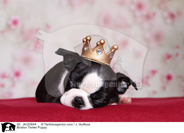 Boston Terrier Welpe / Boston Terrier Puppy / JH-20844