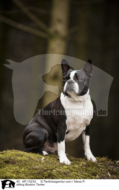 sitting Boston Terrier / AP-13232