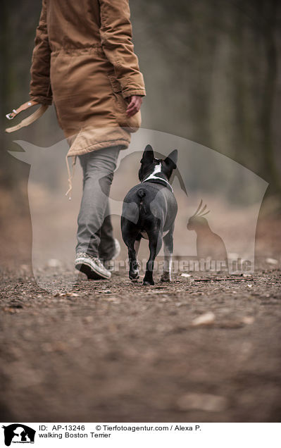 walking Boston Terrier / AP-13246