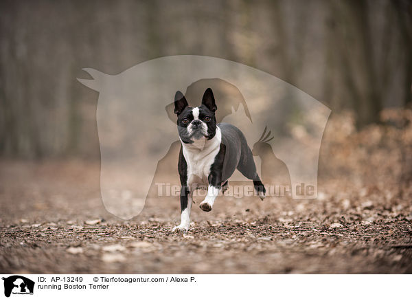 rennender Boston Terrier / running Boston Terrier / AP-13249