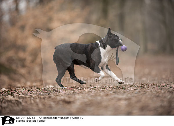 spielender Boston Terrier / playing Boston Terrier / AP-13253