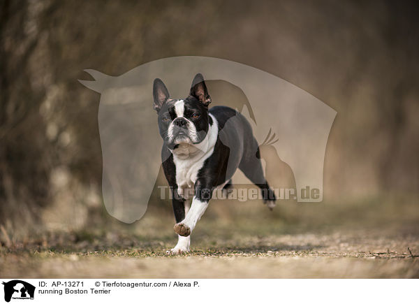 rennender Boston Terrier / running Boston Terrier / AP-13271
