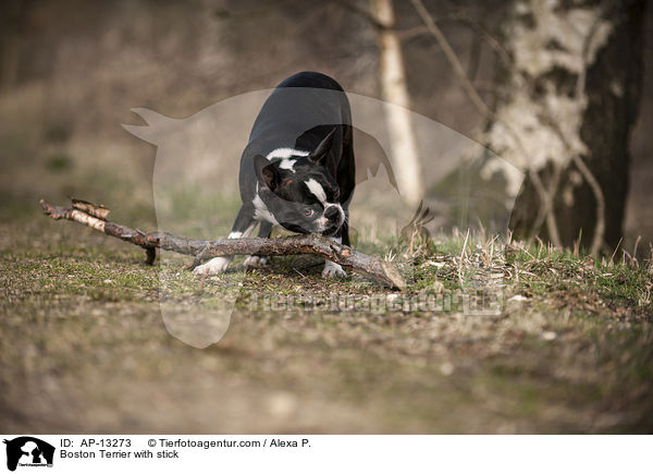 Boston Terrier mit Stock / Boston Terrier with stick / AP-13273